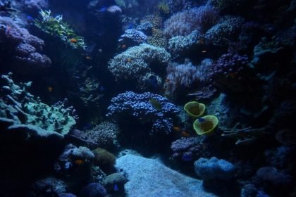 fondo_marino_formentera
