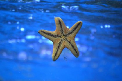 estrella de mar formentera alquiler de coche formentera