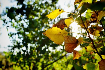otoño_formentera
