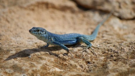 sargantanes sargantanes