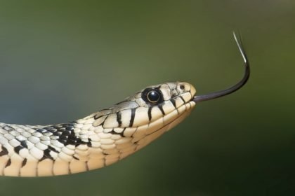 serpiente serpiente