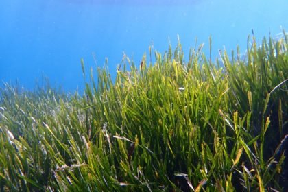 Posidonia Posidonia